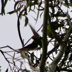 Lathamus discolor at Hughes, ACT - suppressed