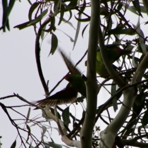 Lathamus discolor at Hughes, ACT - suppressed