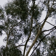 Lathamus discolor at Hughes, ACT - 23 Sep 2021