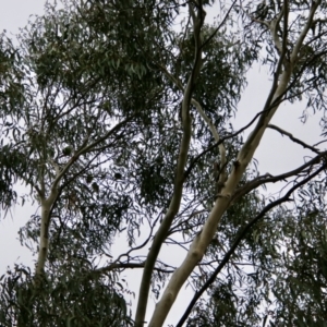 Lathamus discolor at Hughes, ACT - suppressed