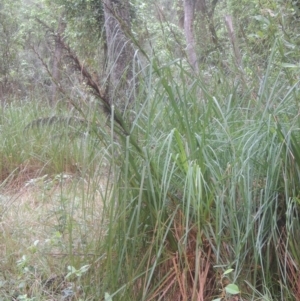 Gahnia sp. at Kioloa, NSW - 14 Jun 2014