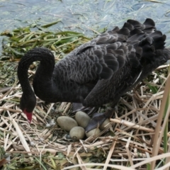 Cygnus atratus (Black Swan) at Gungahlin, ACT - 23 Sep 2021 by TrishGungahlin