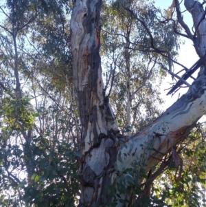 Callocephalon fimbriatum at Red Hill, ACT - suppressed