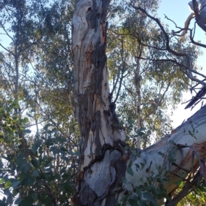 Callocephalon fimbriatum at Red Hill, ACT - suppressed