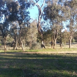 Callocephalon fimbriatum at Red Hill, ACT - suppressed