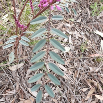 Indigofera australis subsp. australis (Australian Indigo) at Cook, ACT - 23 Sep 2021 by drakes