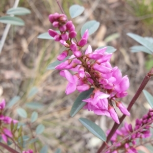 Indigofera australis subsp. australis at Cook, ACT - 23 Sep 2021 10:10 AM