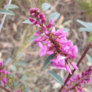 Indigofera australis subsp. australis at Cook, ACT - 23 Sep 2021