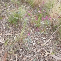 Indigofera australis subsp. australis at Cook, ACT - 23 Sep 2021