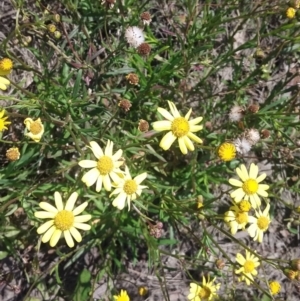 Senecio madagascariensis at Wamboin, NSW - 23 Sep 2021 12:07 PM