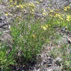 Senecio madagascariensis at Wamboin, NSW - 23 Sep 2021 12:07 PM