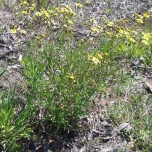 Senecio madagascariensis at Wamboin, NSW - 23 Sep 2021 12:07 PM