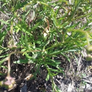 Senecio madagascariensis at Wamboin, NSW - 23 Sep 2021 12:07 PM