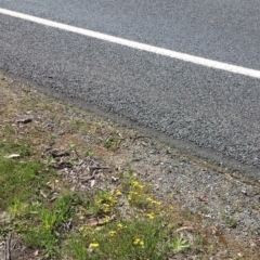 Senecio madagascariensis at Wamboin, NSW - 23 Sep 2021 12:07 PM