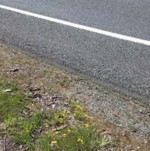 Senecio madagascariensis at Wamboin, NSW - 23 Sep 2021