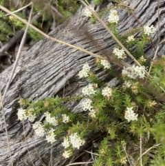 Asperula conferta (Common Woodruff) at Goorooyarroo NR (ACT) - 23 Sep 2021 by Jenny54