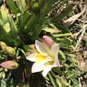 Freesia leichtlinii subsp. leichtlinii x Freesia leichtlinii subsp. alba at Hughes, ACT - 19 Sep 2021 11:12 AM