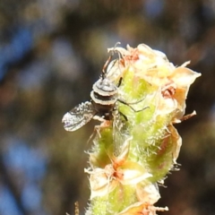 Entomophthora sp. (genus) (Puppeteer Fungus) at Lions Youth Haven - Westwood Farm - 22 Sep 2021 by HelenCross