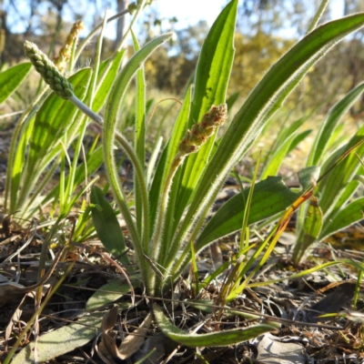 Plantago varia (Native Plaintain) at Lions Youth Haven - Westwood Farm A.C.T. - 22 Sep 2021 by HelenCross