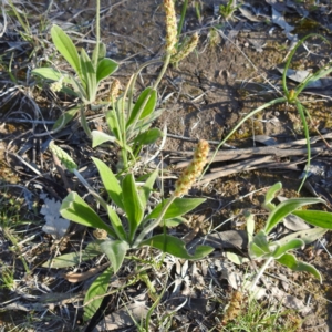 Plantago varia at Kambah, ACT - suppressed