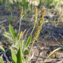 Plantago varia at Kambah, ACT - suppressed