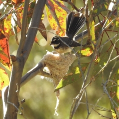 Rhipidura albiscapa (Grey Fantail) at Lions Youth Haven - Westwood Farm A.C.T. - 22 Sep 2021 by HelenCross