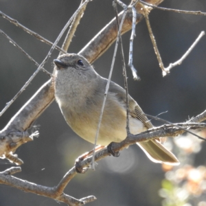 Pachycephala pectoralis at Tuggeranong DC, ACT - suppressed