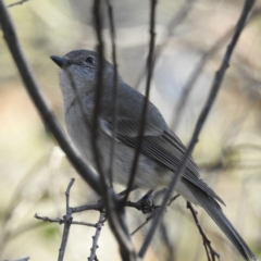 Pachycephala pectoralis at Tuggeranong DC, ACT - suppressed