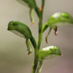 Bunochilus montanus (ACT) = Pterostylis jonesii (NSW) (Montane Leafy Greenhood) at Jerrabomberra, NSW - 23 Sep 2021 by cherylhodges