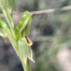 Bunochilus montanus (ACT) = Pterostylis jonesii (NSW) at Jerrabomberra, NSW - 23 Sep 2021