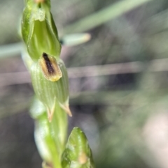 Bunochilus montanus (ACT) = Pterostylis jonesii (NSW) at Jerrabomberra, NSW - 23 Sep 2021