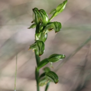 Bunochilus montanus (ACT) = Pterostylis jonesii (NSW) at Jerrabomberra, NSW - 23 Sep 2021