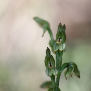 Bunochilus montanus (ACT) = Pterostylis jonesii (NSW) at Jerrabomberra, NSW - 23 Sep 2021