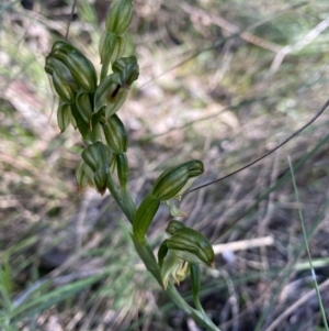 Bunochilus montanus (ACT) = Pterostylis jonesii (NSW) at Jerrabomberra, NSW - 23 Sep 2021