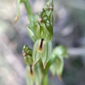 Bunochilus montanus (ACT) = Pterostylis jonesii (NSW) at Jerrabomberra, NSW - 23 Sep 2021