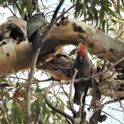 Callocephalon fimbriatum (Gang-gang Cockatoo) at Kambah, ACT - 23 Sep 2021 by HelenCross