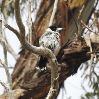 Cracticus torquatus (Grey Butcherbird) at Kambah, ACT - 23 Sep 2021 by HelenCross