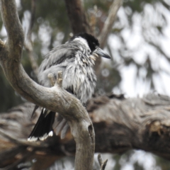 Cracticus torquatus at Kambah, ACT - 23 Sep 2021 12:02 PM