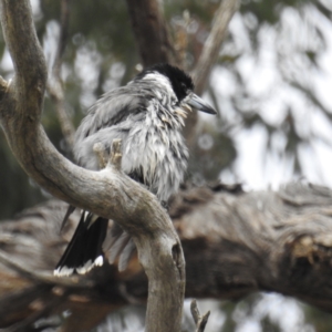 Cracticus torquatus at Kambah, ACT - 23 Sep 2021 12:02 PM