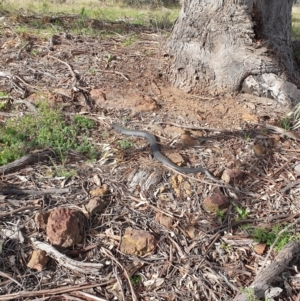 Pseudonaja textilis at Denman Prospect, ACT - 21 Sep 2021