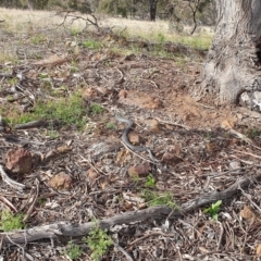 Pseudonaja textilis at Denman Prospect, ACT - 21 Sep 2021