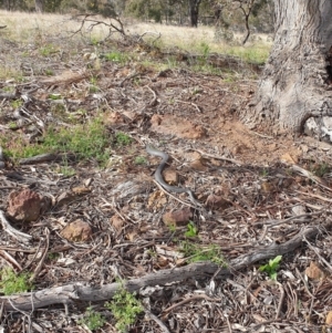 Pseudonaja textilis at Denman Prospect, ACT - 21 Sep 2021