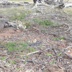 Pseudonaja textilis at Denman Prospect, ACT - 21 Sep 2021