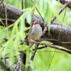 Neochmia temporalis (Red-browed Finch) at Clyde Cameron Reserve - 23 Sep 2021 by KylieWaldon