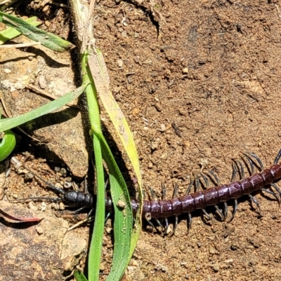 Rhysida nuda (Centipede) at Coree, ACT - 23 Sep 2021 by trevorpreston