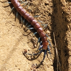 Rhysida nuda at Coree, ACT - 23 Sep 2021 12:54 PM