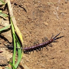 Rhysida nuda at Coree, ACT - 23 Sep 2021 12:54 PM