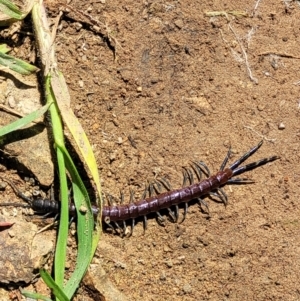 Rhysida nuda at Coree, ACT - 23 Sep 2021 12:54 PM