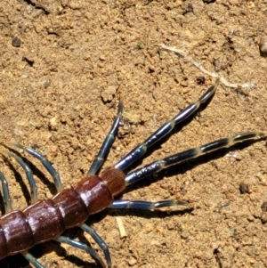 Rhysida nuda at Coree, ACT - 23 Sep 2021 12:54 PM