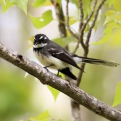 Rhipidura albiscapa (Grey Fantail) at Wodonga - 23 Sep 2021 by Kyliegw